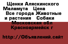 Щенки Аляскинского Маламута › Цена ­ 10 000 - Все города Животные и растения » Собаки   . Московская обл.,Красноармейск г.